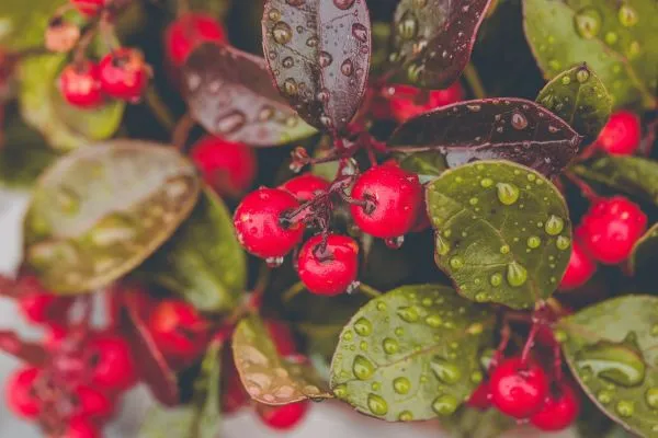 Berry Plants: Growing Sweetness in Your Garden
