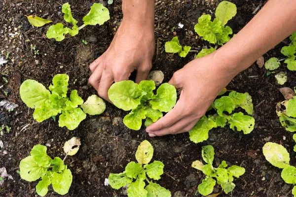 Companion Planting: Enhancing Your Food Plants
