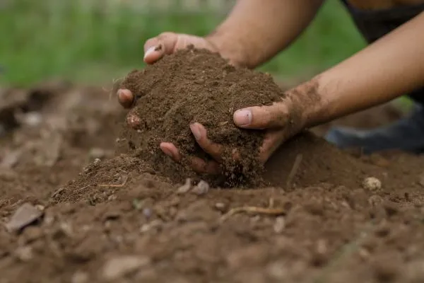 Preparing the Perfect Soil for Food Plants