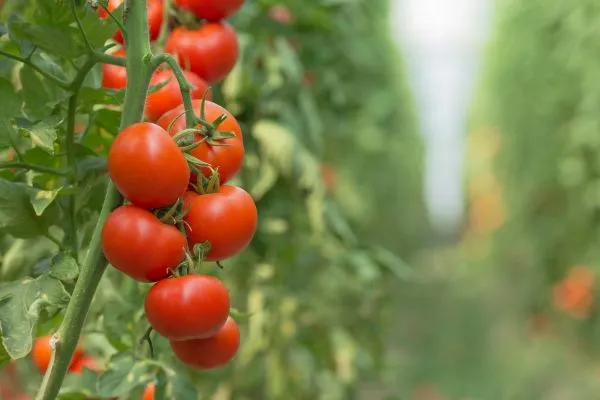 Tomato Plants: A Guide to Growing and Enjoying